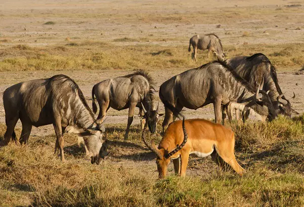 serengeti-migration-safari