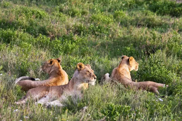 tanzania-sharing-safari-group-joining-tour-package-B