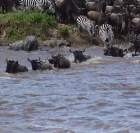 Serengeti Migration Safari Packages